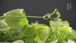 豌豆尖洗凈，切斷備用。